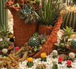 How to Choose Decorative Cactus Varieties